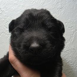 Red colar - Black female German Shepherd puppy in Oscoda, Michigan from Sstar