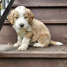 Sam 4 weeks old - Black and white male Bernedoodle puppy in Portland, Oregon from NW Doodles