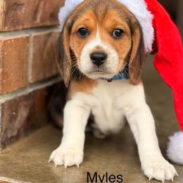 Myles - Black tan and white male Beagle puppy in Mansfield, Missouri from Rippee Creek Kennel