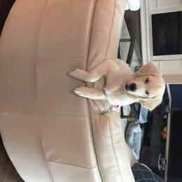 Golden Retriever Puppies from Chrysanthos Golden Retrievers