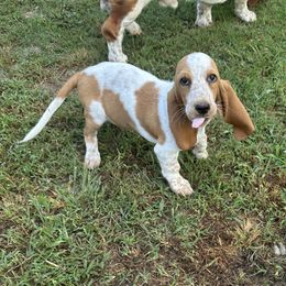 Pink - Mahogany and white female Basset Hound puppy in Fayetteville, Arkansas from Heyliger Hounds