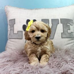 Ham - Apricot female Goldendoodle puppy in Pendleton, Oregon from Blushing Doodles