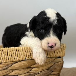 Rudolph - Black and white male Sheepadoodle puppy in Greeneville, Tennessee from Smokey Mountain Sheepadoodles