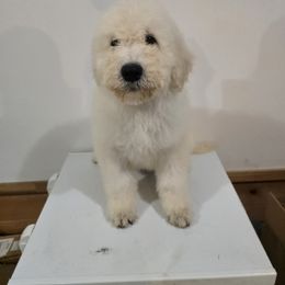 Komondor and Poodle Puppies from Christmas family standard poodles