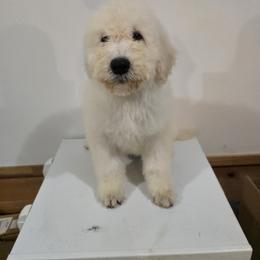 Komondor and Poodle Puppies from Christmas family standard poodles