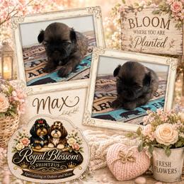 Max - Red male Shih Tzu puppy in Connersville, Indiana from Royal Blossom Shihtzus