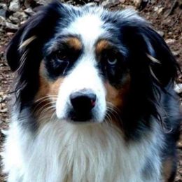 Echo - Australian Shepherd