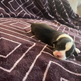 Pembroke Welsh Corgi Puppies from Simply loved corgis