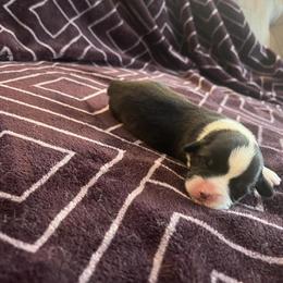 Pembroke Welsh Corgi Puppies from Simply loved corgis