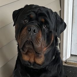 Jax - Rottweiler