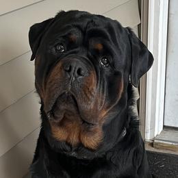 Jax - Rottweiler