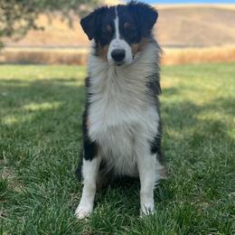 Black Tri - Black tri-color female Australian Shepherd puppy in Touchet, Washington from Windust Kennels