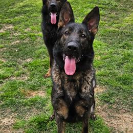 Mercy - German Shepherd