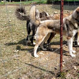 Anatolian Shepherd Dog All Grown Up from Cedar Trace Farm