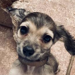 Dachshund Puppies from Northwest Dachshunds