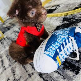 SNICKERS - Brown male Maltipoo puppy in Sugar Land, Texas from Celebrity Maltipoos