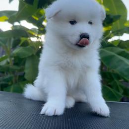 Samoyed Puppies from Southern Roux Samoyeds