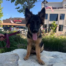 Rogue - Black and red female German Shepherd puppy in Brighton, Michigan from Szegi Haus K9 Solutions
