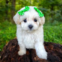 Companion Cross, Havanese, Mal-Shi, Maltese, Maltipoo, Morkie, and Shih Tzu Puppies from Seeking Shalom Acres Maltese, Maltipoos & Havamalts
