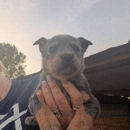 Girl 2 - Blue speckled female Australian Cattle Dog puppy in Choctaw, Oklahoma from Karen Elliott