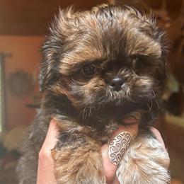 Guppy - Red and white male Shih Tzu puppy in Nekoosa, Wisconsin from Brox Acres House of Fur LLC