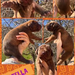 STELLA - Chocolate female Great Dane puppy in Wellsville, New York from Prophecy Danes