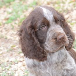 Mitch - Liver white and roan male English Springer Spaniel puppy in Central, South Carolina from SarMel