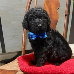 Benji - Black male Pyredoodle puppy in Willacoochee, Georgia from Kitandkboodle's Doodles