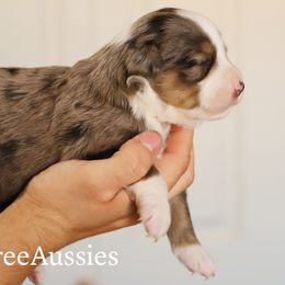 Miniature Australian Shepherd and Toy Australian Shepherd Puppies from Mesquite Tree Aussies