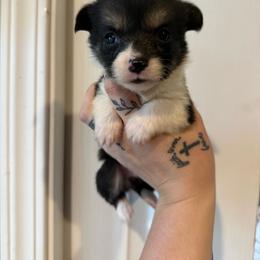 Girl 2 - Black and tan female Pembroke Welsh Corgi puppy in Aberdeen, Washington from Coastal country Farms