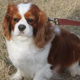 Stormy - Cavalier King Charles Spaniel