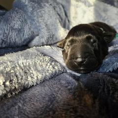 Blue Boy - Black male Belgian Sheepdog puppy in Virginia Beach, Virginia from Sea Major Belgians