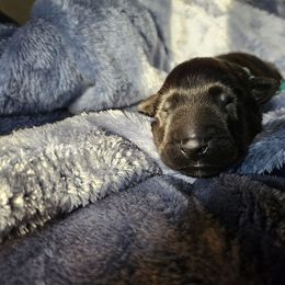 Blue Boy - Black male Belgian Sheepdog puppy in Virginia Beach, Virginia from Sea Major Belgians