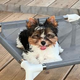 Carlie - Black tan and white female Biewer Terrier puppy in Chester, South Carolina from Classic Biewers