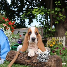 Ocean - Mahogany and white female Basset Hound puppy in Pollock, Missouri from Northstar