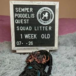 Garrick - Black male Poodle puppy in Vail, Arizona from Semper Poodelis