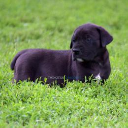 M1 - Black male Cane Corso puppy in Chisago City, Minnesota from Twin Cities Cane Corso