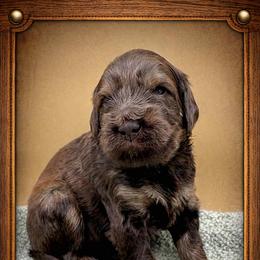 Hickory - Chocolate male Goldendoodle puppy in Hendersonville, North Carolina from Kim's Cove Dog Co.