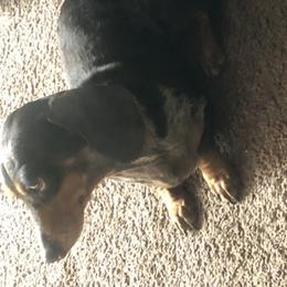 DOT - Dachshund