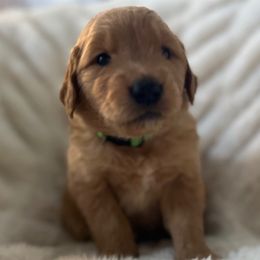 Girl 1 - Golden Retriever puppy from Washington Lakeside Goldens