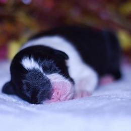 Oaken - Black tri-color male Australian Shepherd puppy in Easton, Missouri from MMA Kennel