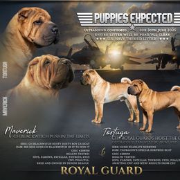 Chinese Shar-Pei puppies from Royal Guard Shar Pei