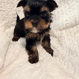 Toy Yorkshire terrier - female Yorkshire Terrier puppy in Watervliet, Michigan from Von Kingsburg Shepherds
