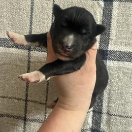 Indiana - Agouti and white female Siberian Husky puppy in London, Ohio from Rose Trail Siberian’s