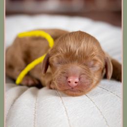 Skelly - Red male Cockapoo puppy in Connersville, Indiana from Deaz Doodle Ranch