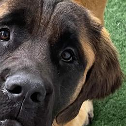 Mastiffs from Storytime Mastiffs