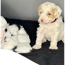Barcelona - Parti male Goldendoodle puppy in Danville, Virginia from Stella’s Stunning Goldendoodles of VA