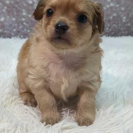 Boy 1 - Fawn male Chihuahua puppy in Topeka, Kansas from Barbie's Baby Chihuahuas