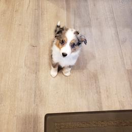 Miniature Australian Shepherd Puppies from Wilkers Wholehearted Mini Aussies
