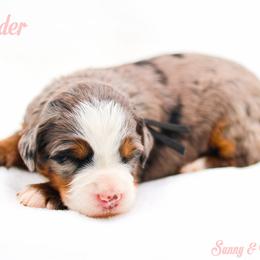 Wonder - Blue merle female Aussiedoodle puppy in Diamond Bar, California from Furrytaildoodles